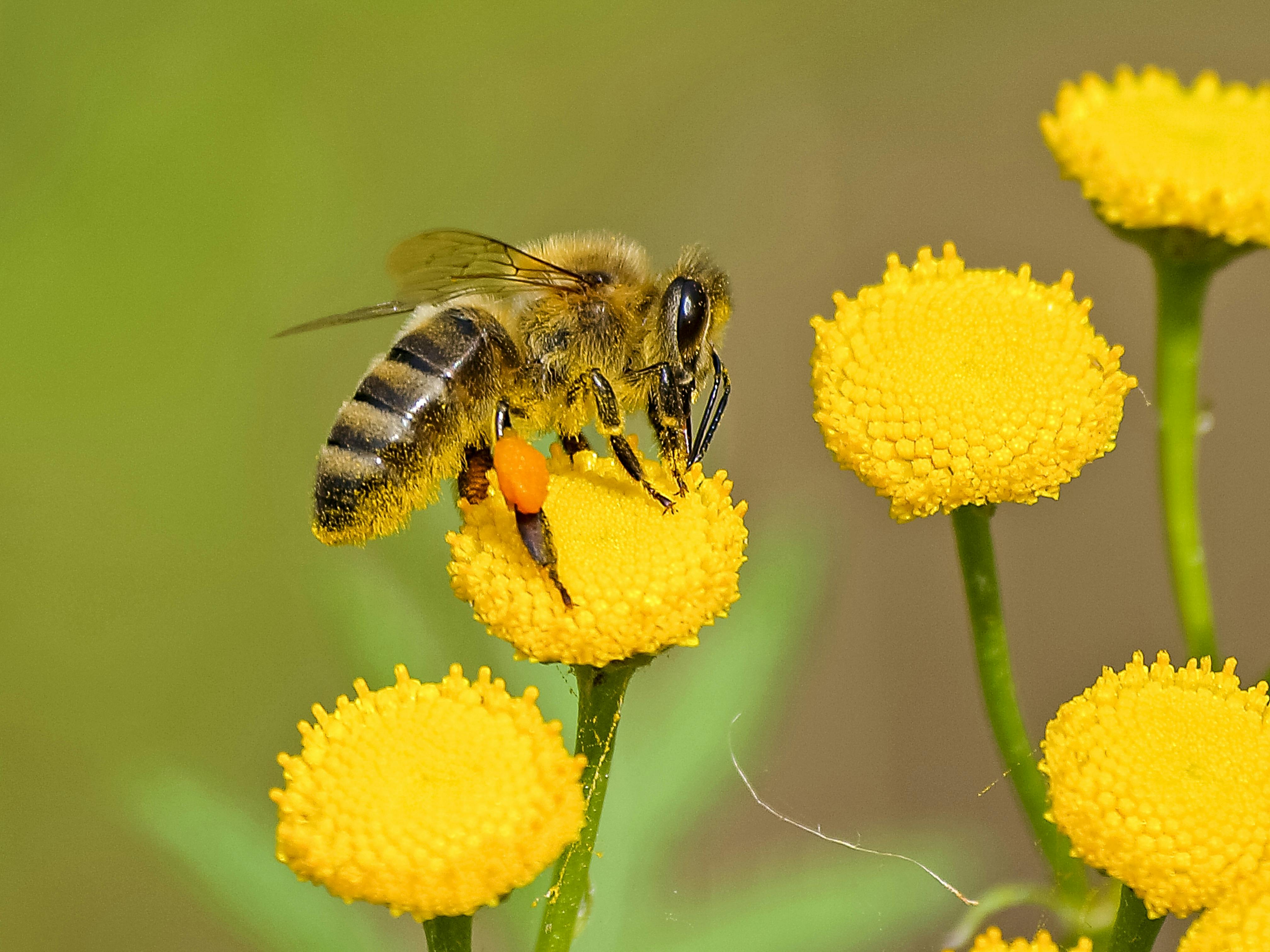 Insect Populations on the South Downs Decline by 37%