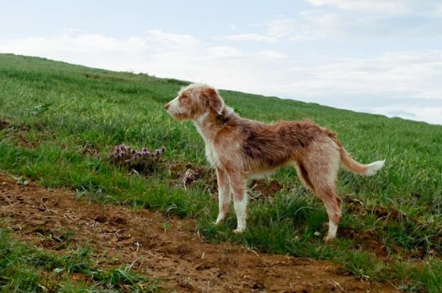 South Downs National Park Reminds Dog Owners to Stay on Paths to Protect Wildlife