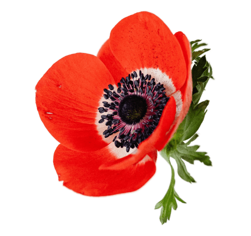 Poppy